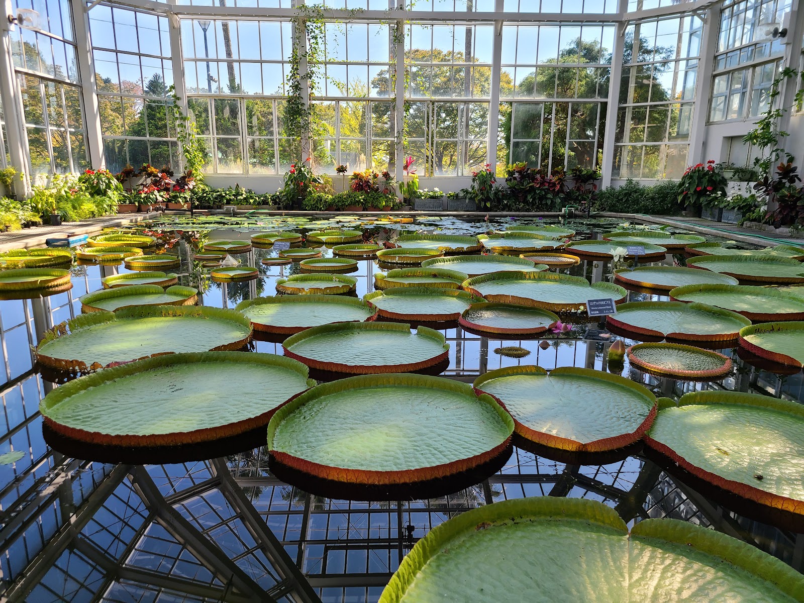 Hiroshima Botanical Garden — photo 2