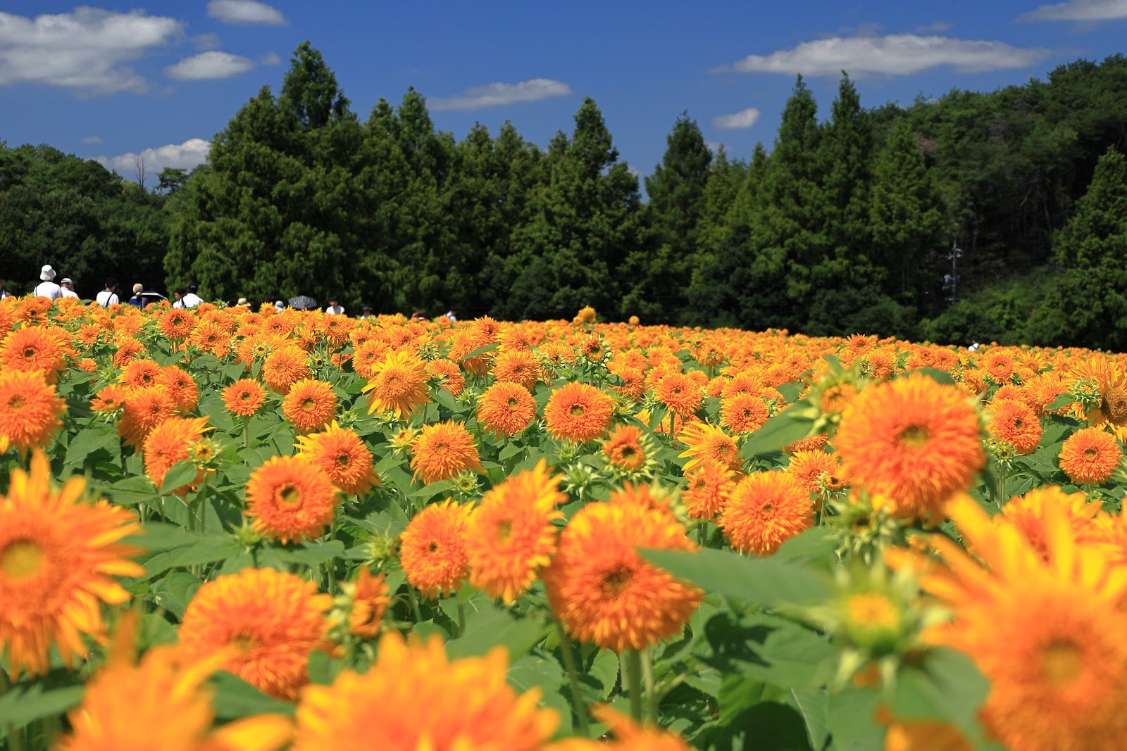 Sera Kogen Farm — photo 5