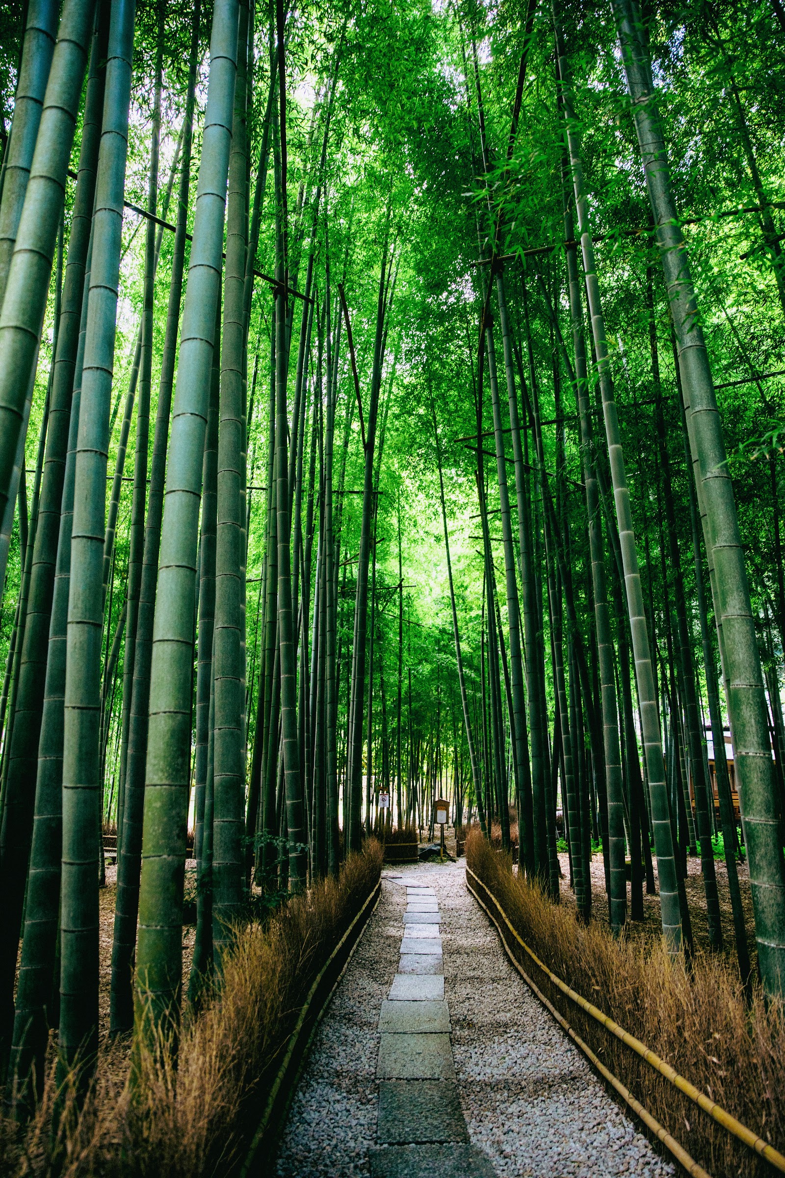 Hokoku-ji (Bamboo Temple) — photo 1