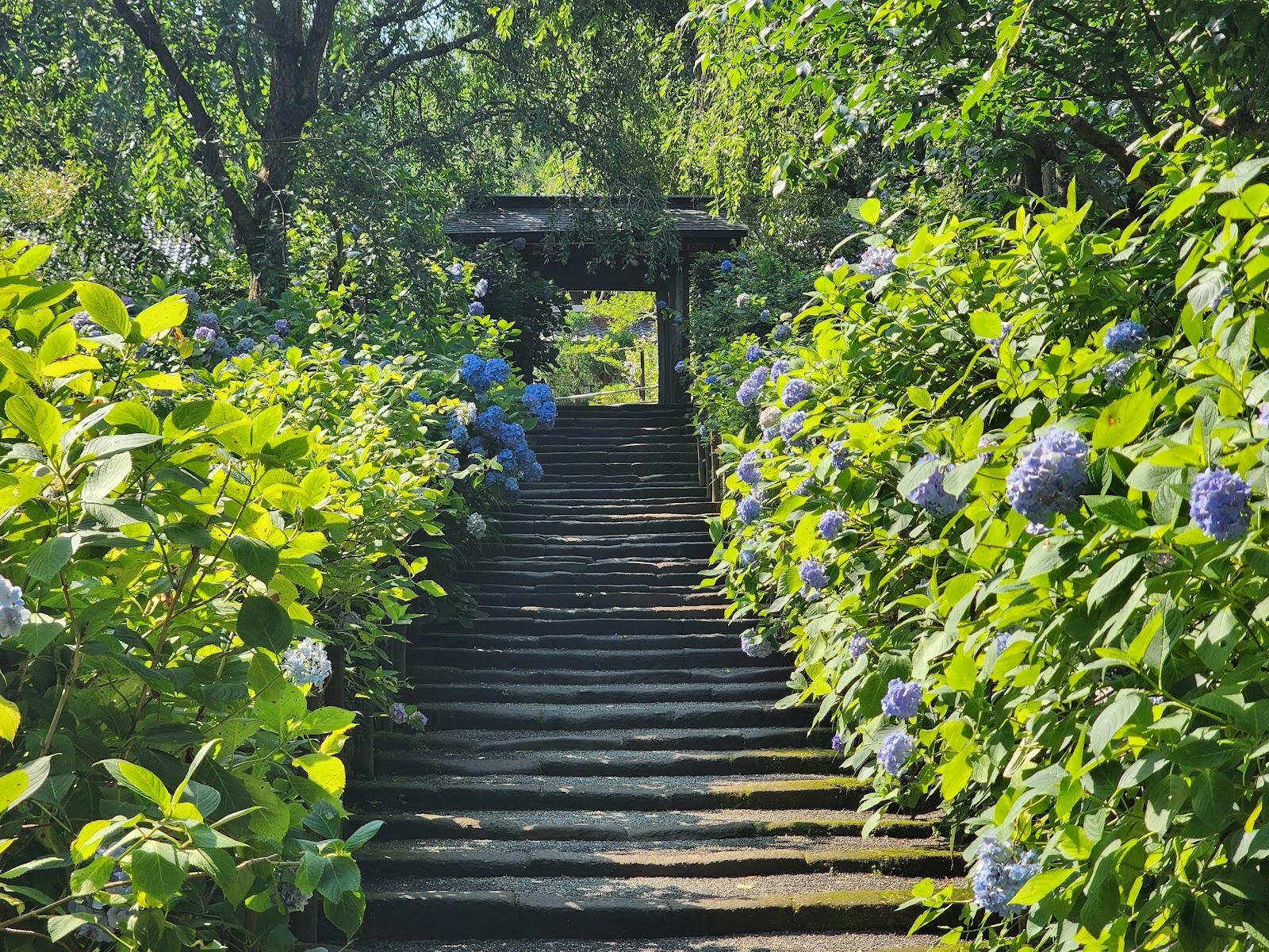 Meigetsu-in (Hydrangea Temple) — photo 2