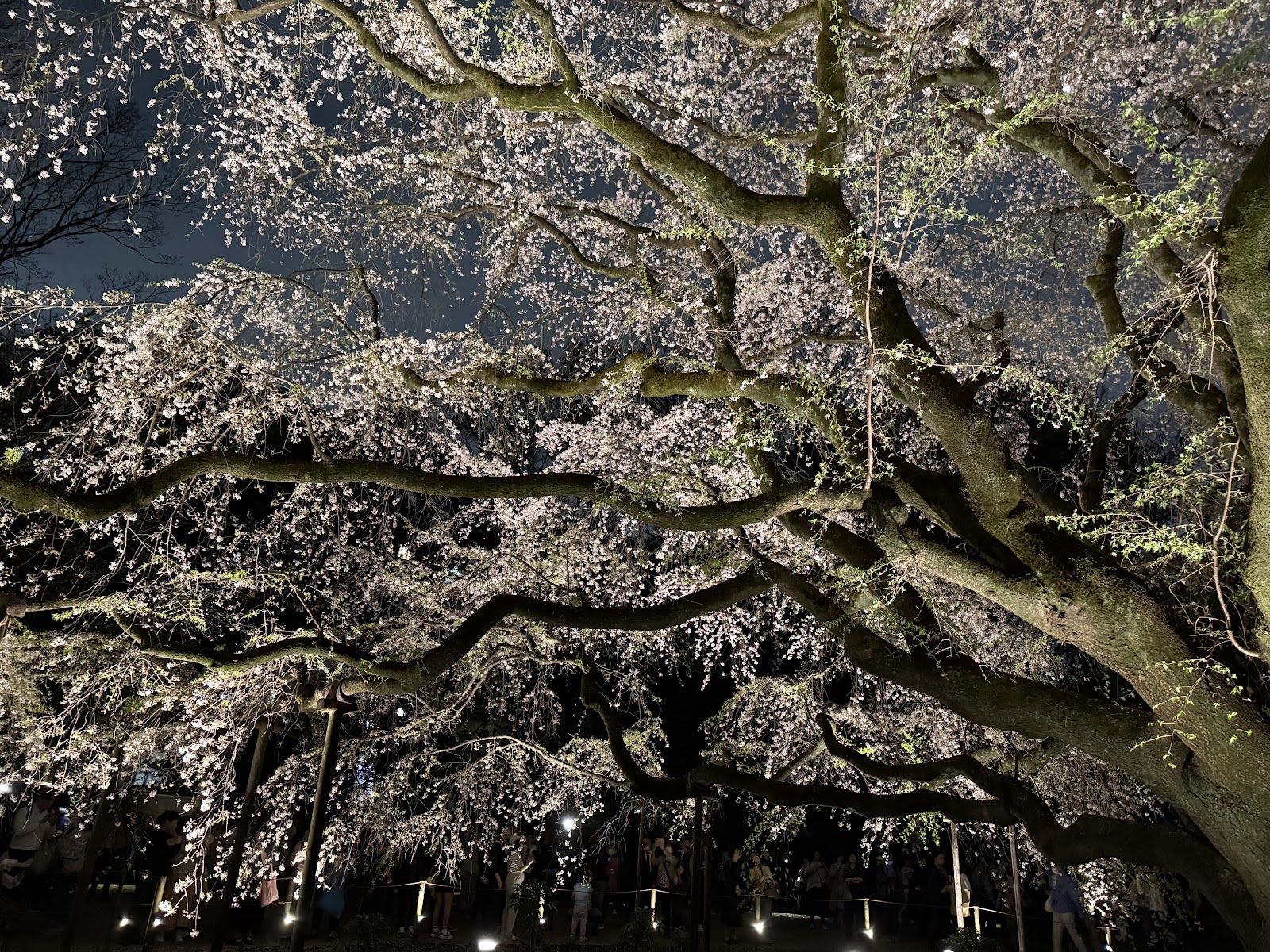 Rikugi-en Garden — photo 5