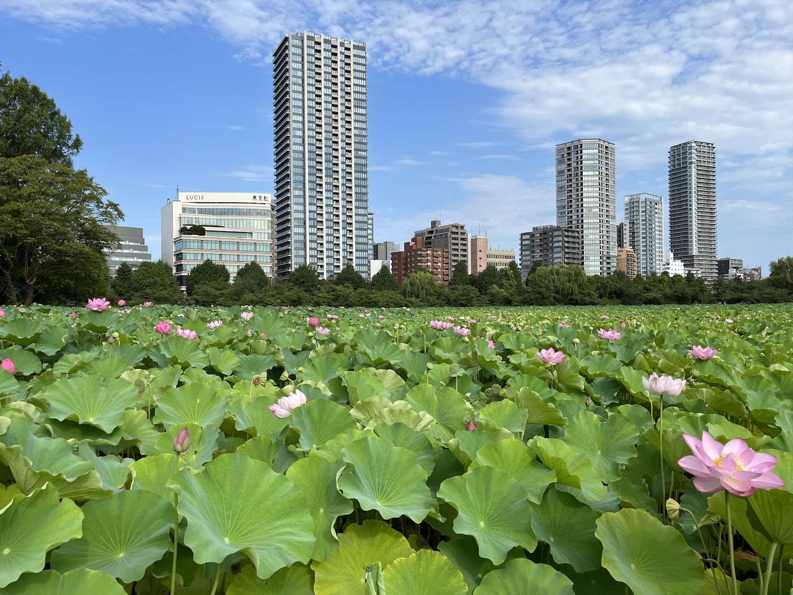 Ueno Park — photo 3