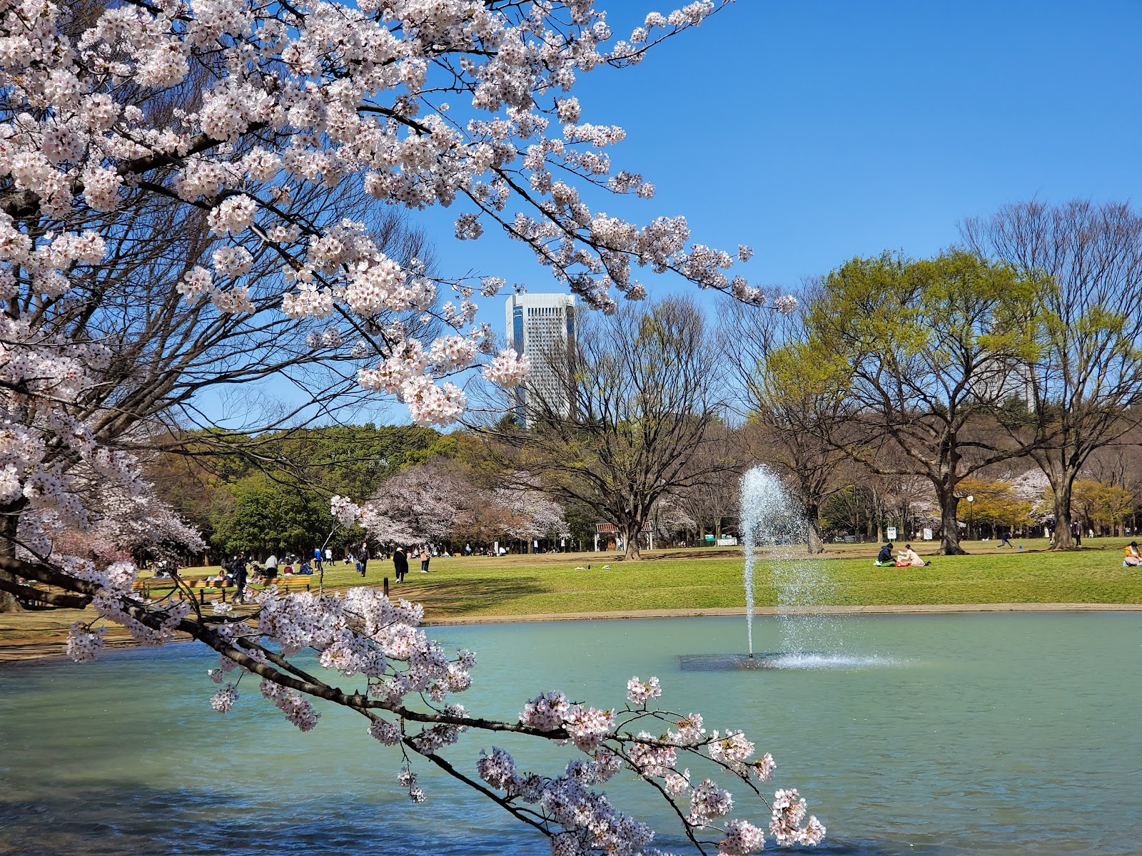 Yoyogi Park — photo 1