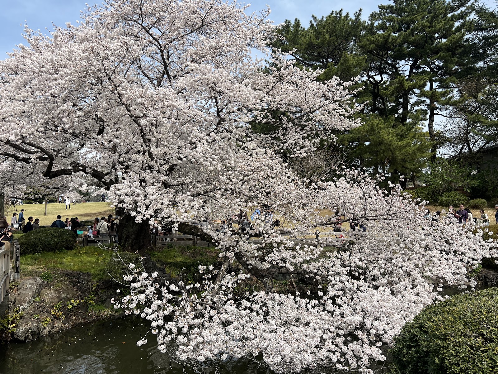 Yoyogi Park — photo 5