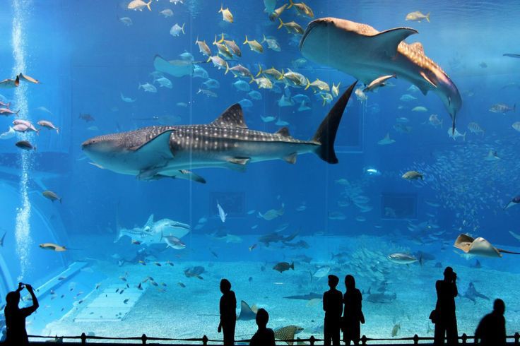Osaka Aquarium Kaiyukan — photo 2