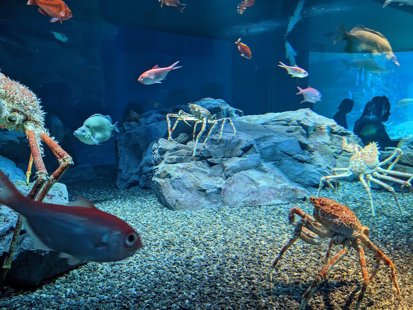 Osaka Aquarium Kaiyukan — photo 3