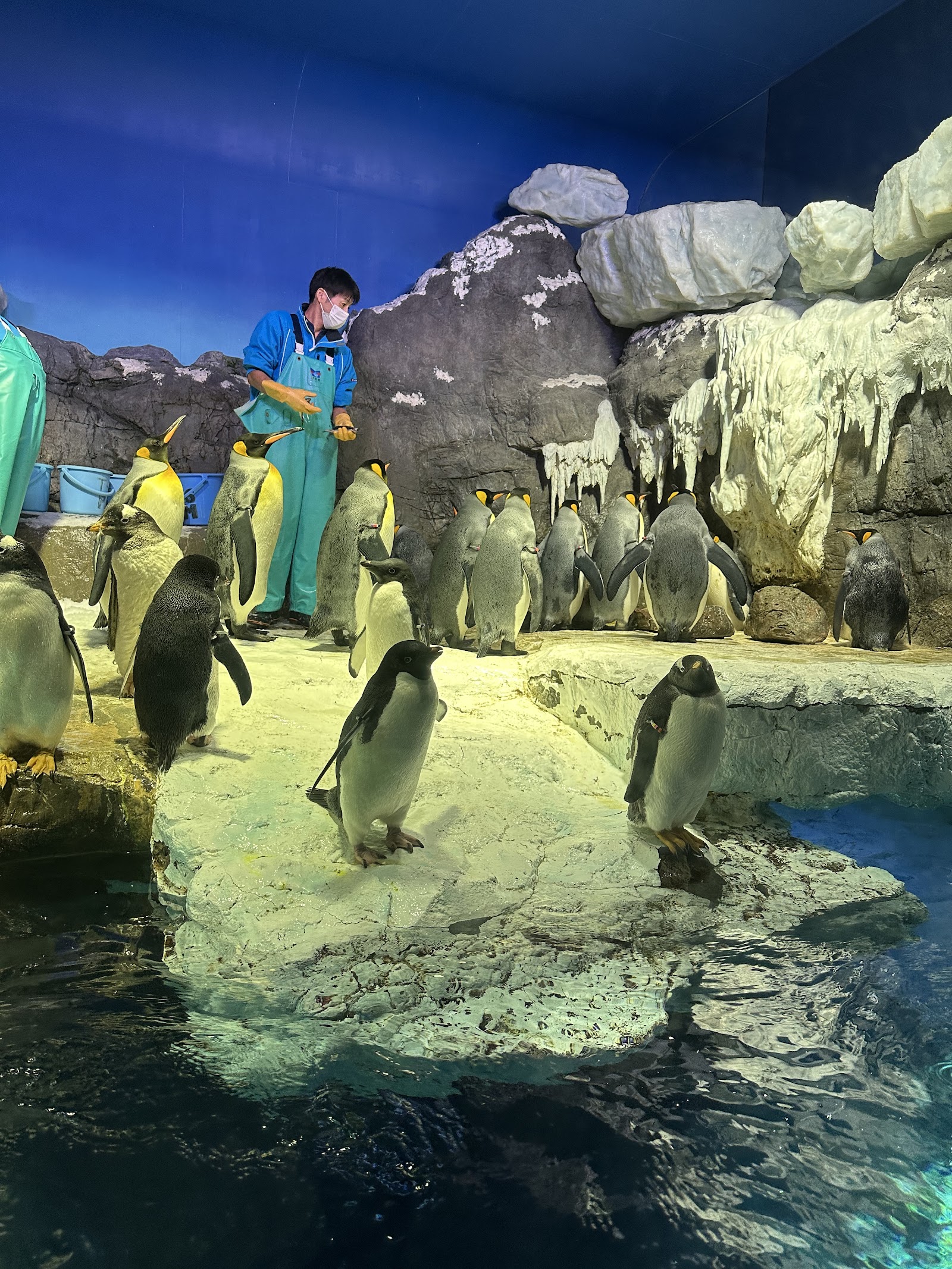 Osaka Aquarium Kaiyukan — photo 4