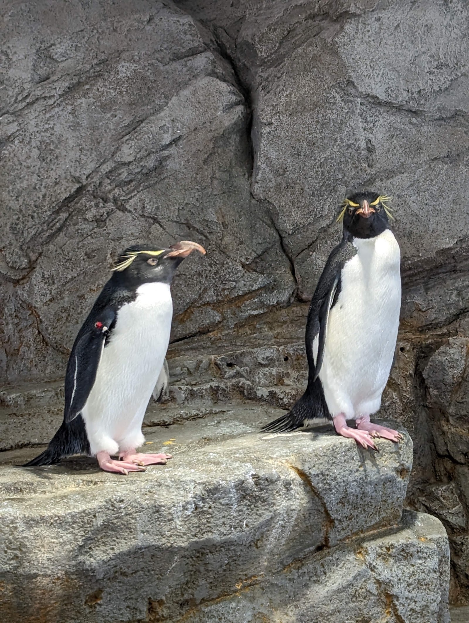 Osaka Aquarium Kaiyukan — photo 5