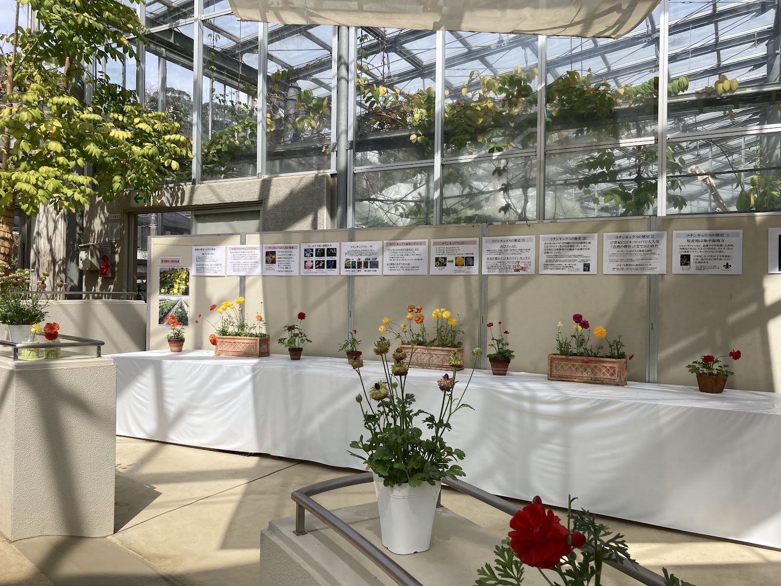 Kanagawa Prefectural Ofuna Flower Center — photo 4