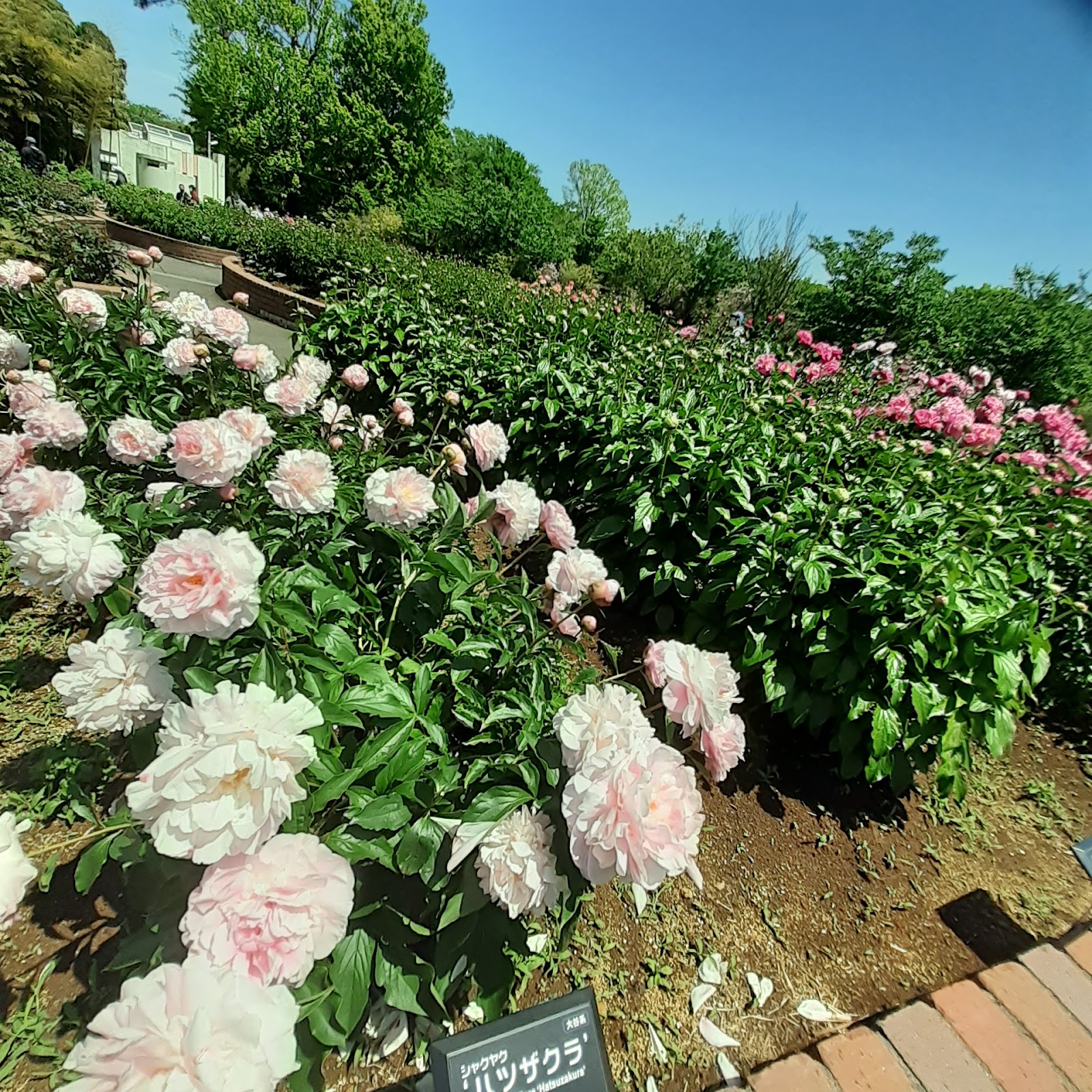 Kanagawa Prefectural Ofuna Flower Center — photo 5