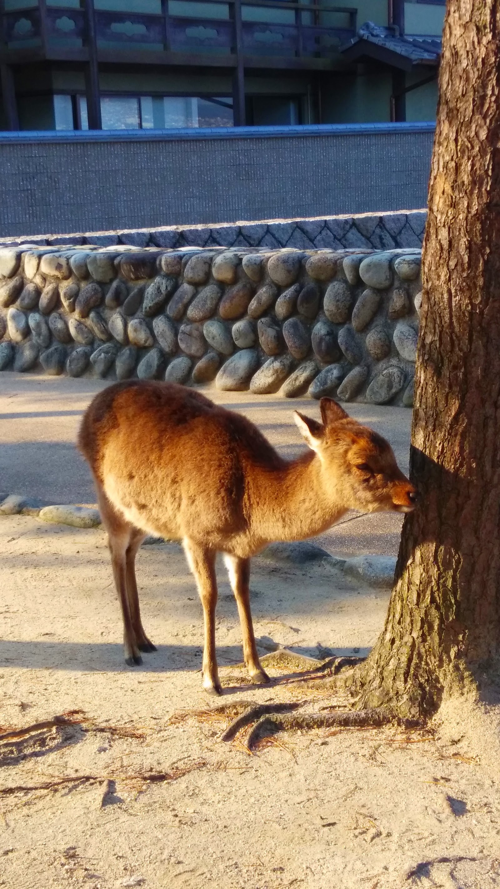 Miyajima Omotesando Shopping Street — photo 4