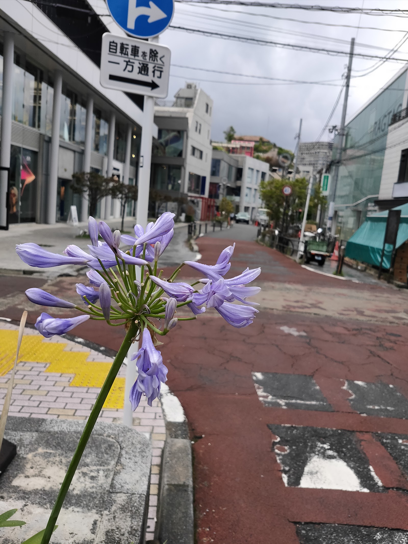 Cat Street (Ura-Harajuku) — photo 2