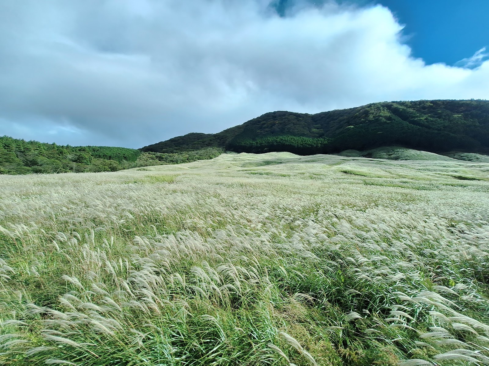 Hakone Botanical Garden of Wetlands — photo 4