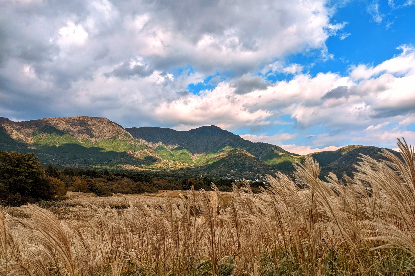 Sengokuhara Pampas Grass Field