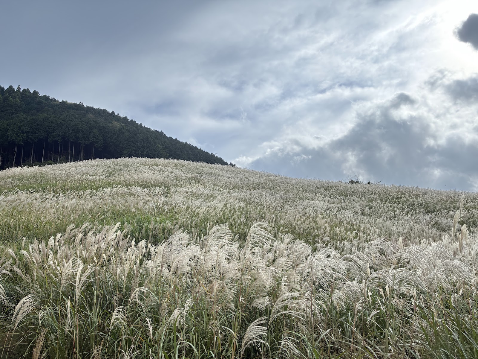 Sengokuhara Pampas Grass Field — photo 2