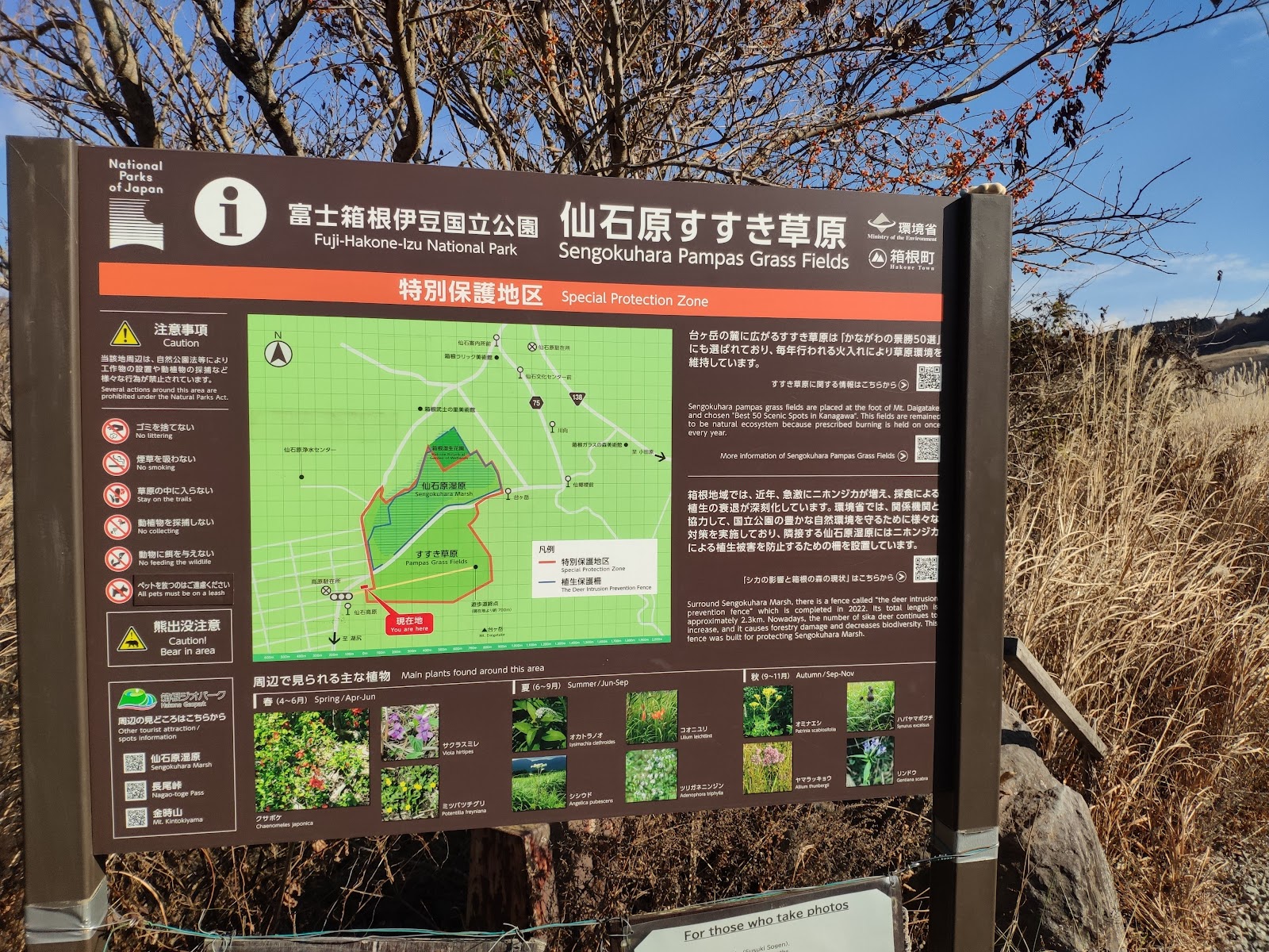 Sengokuhara Pampas Grass Field — photo 4