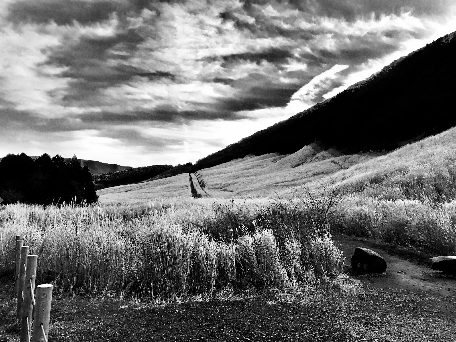 Sengokuhara Pampas Grass Field — photo 5