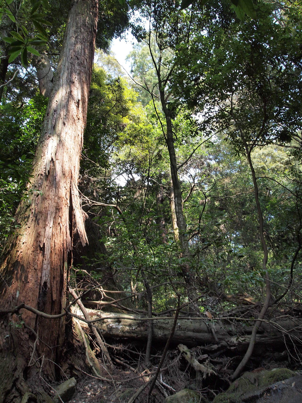 Kasugayama Primeval Forest