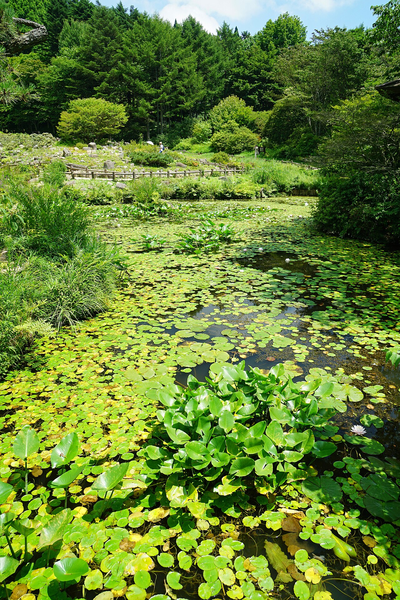 Rokko Alpine Botanical Garden