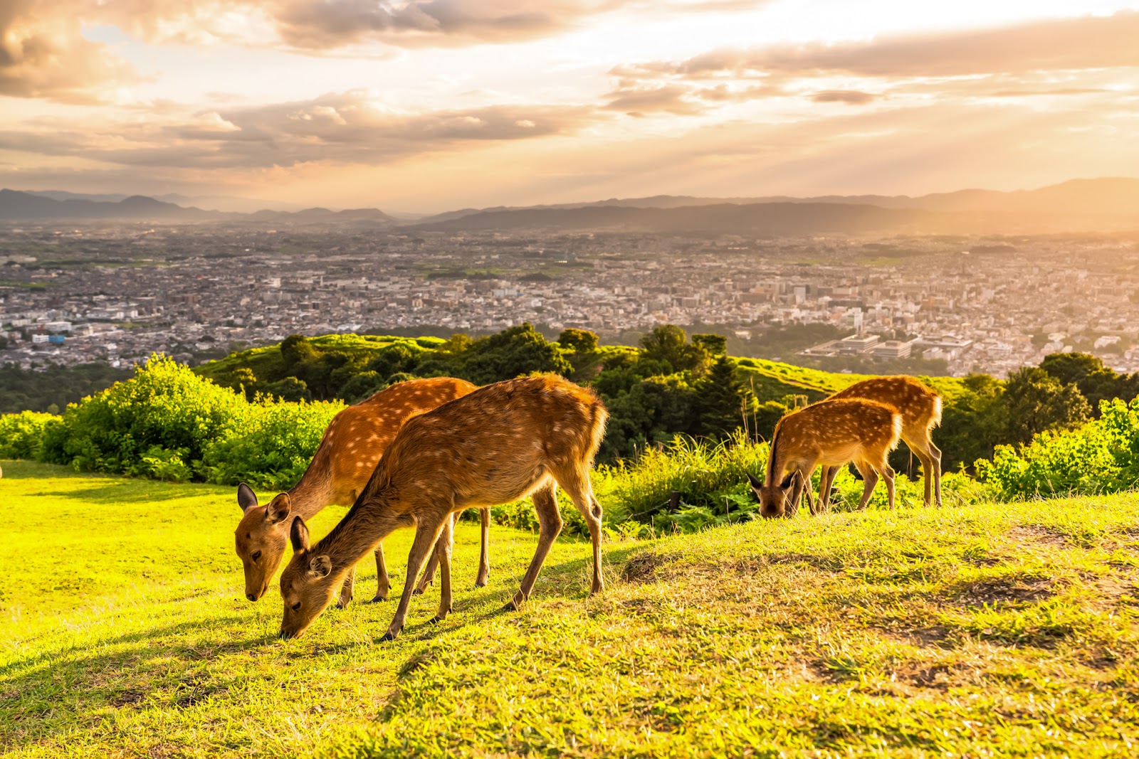 Mount Wakakusa — photo 3