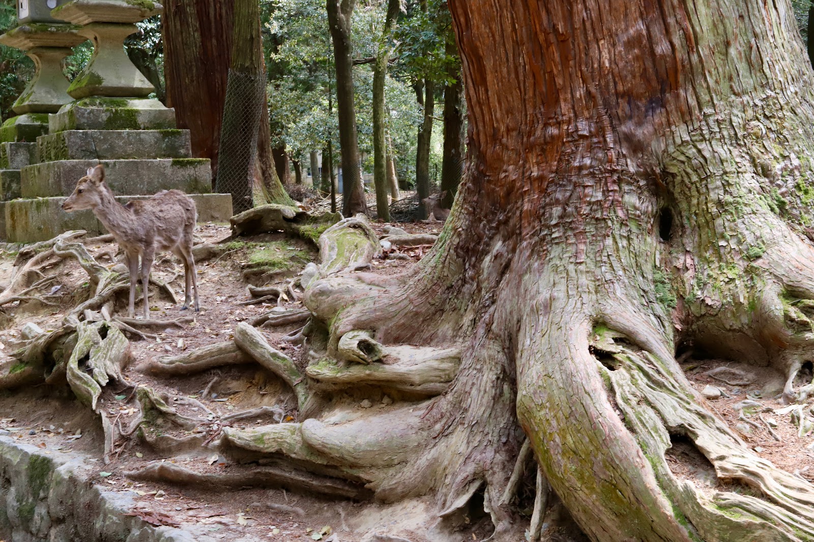 Kasugayama Primeval Forest — photo 1