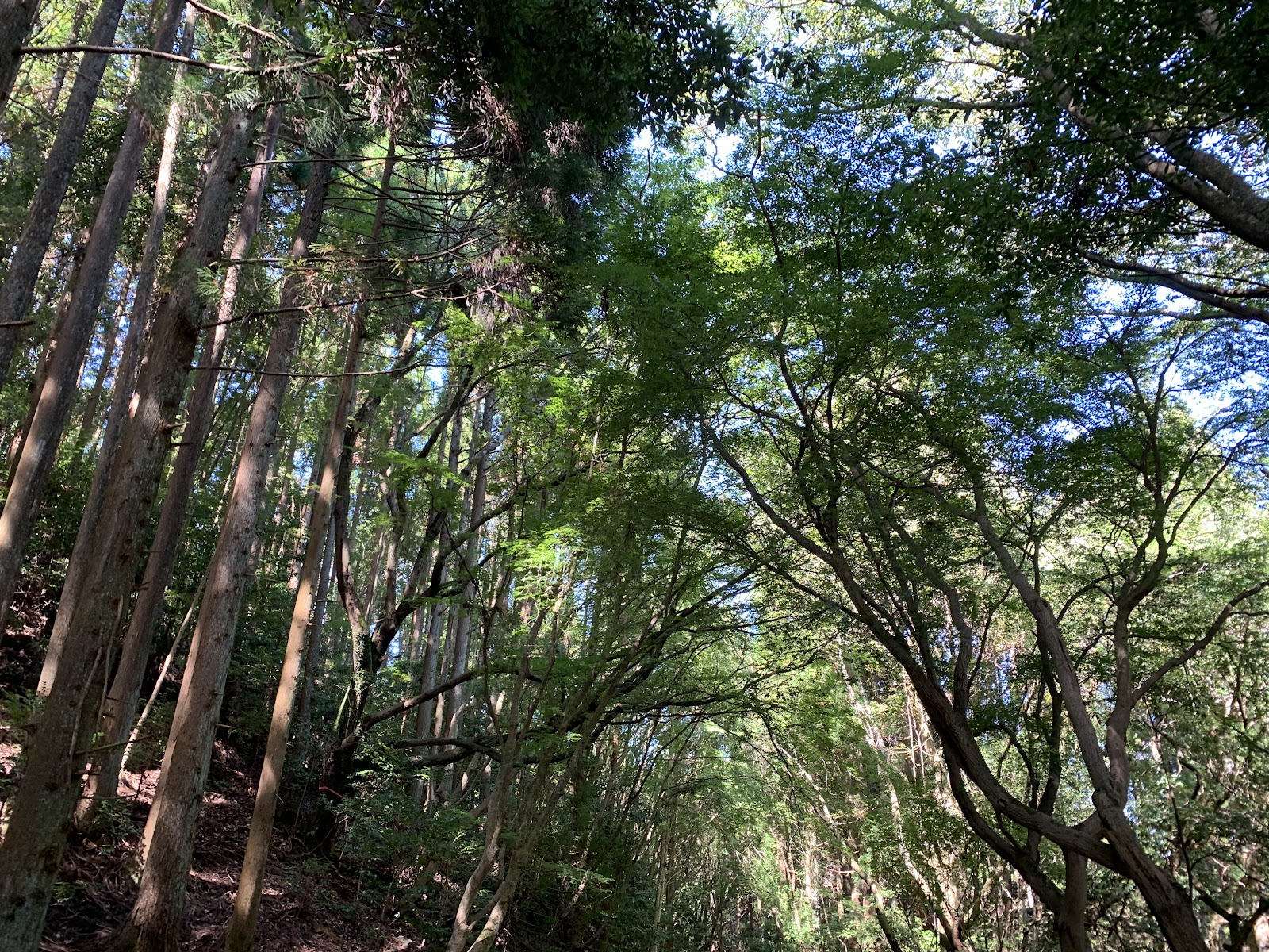 Kasugayama Primeval Forest — photo 2