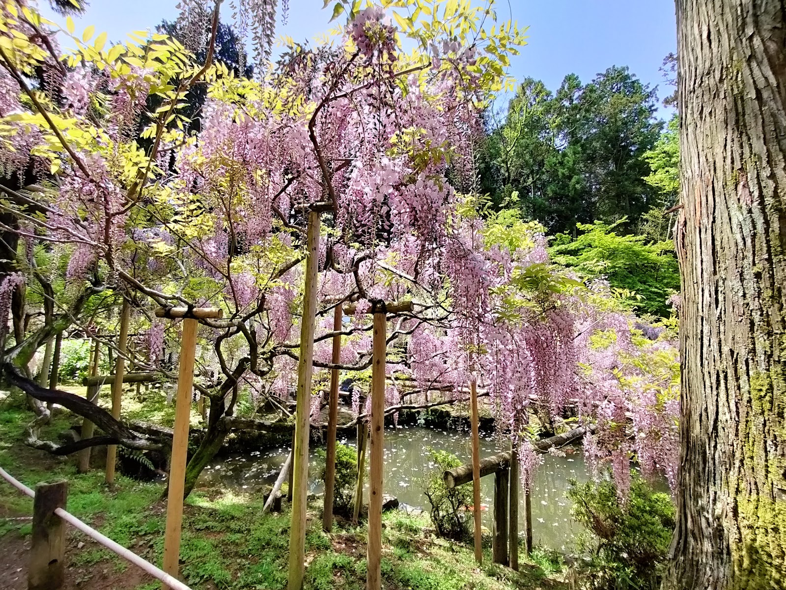Manyo Botanical Garden — photo 2