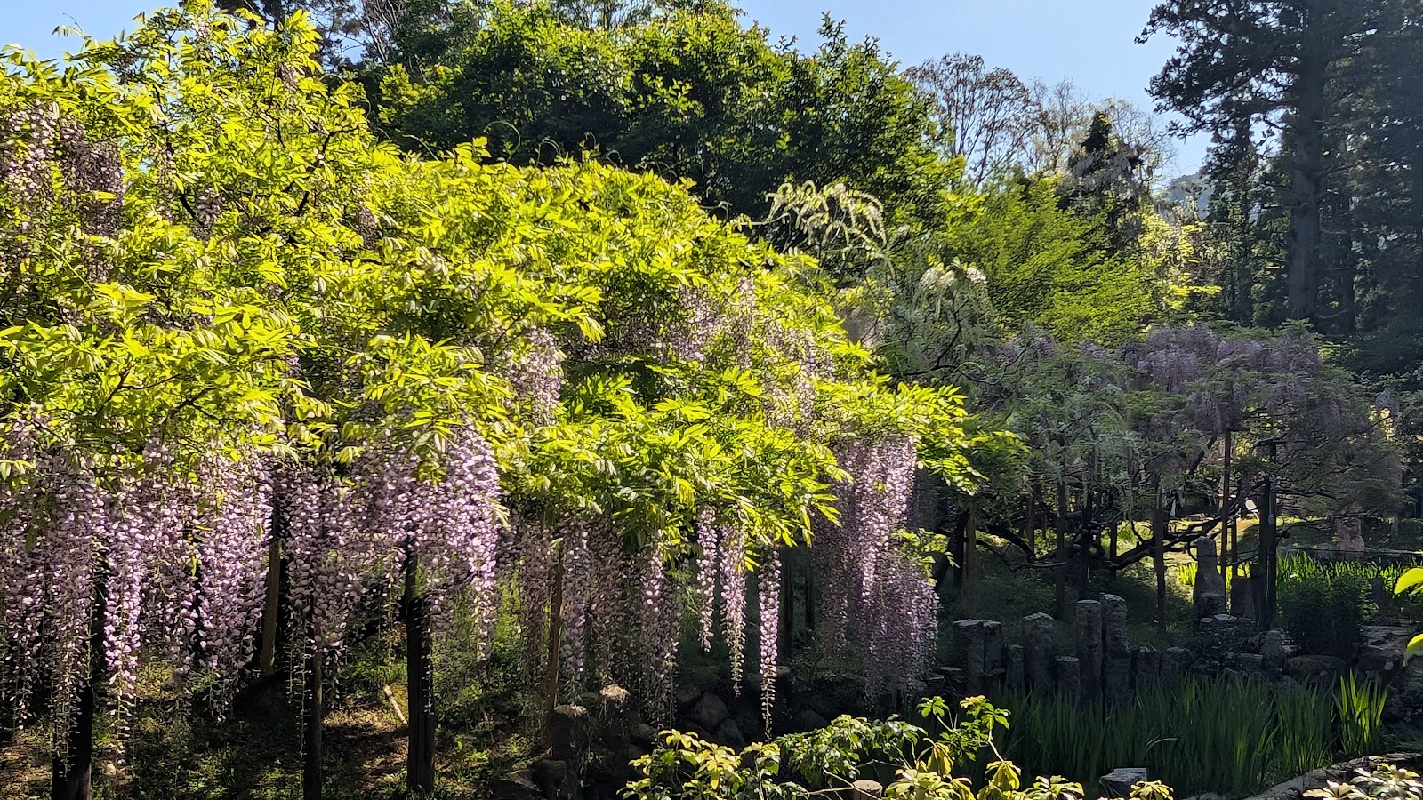Manyo Botanical Garden — photo 3