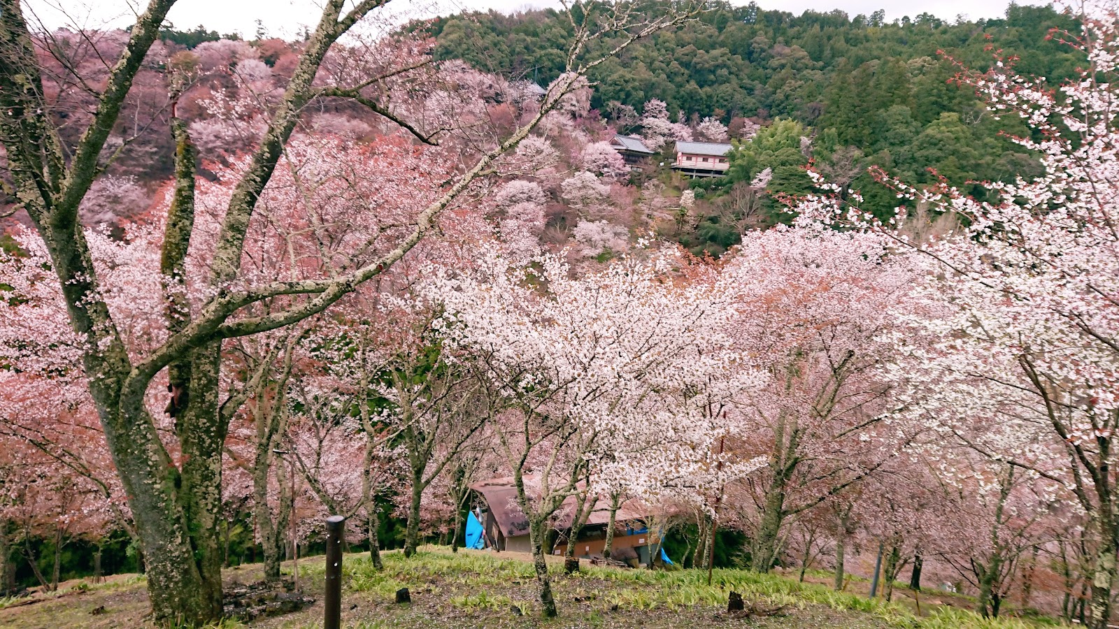 Mount Yoshino — photo 3