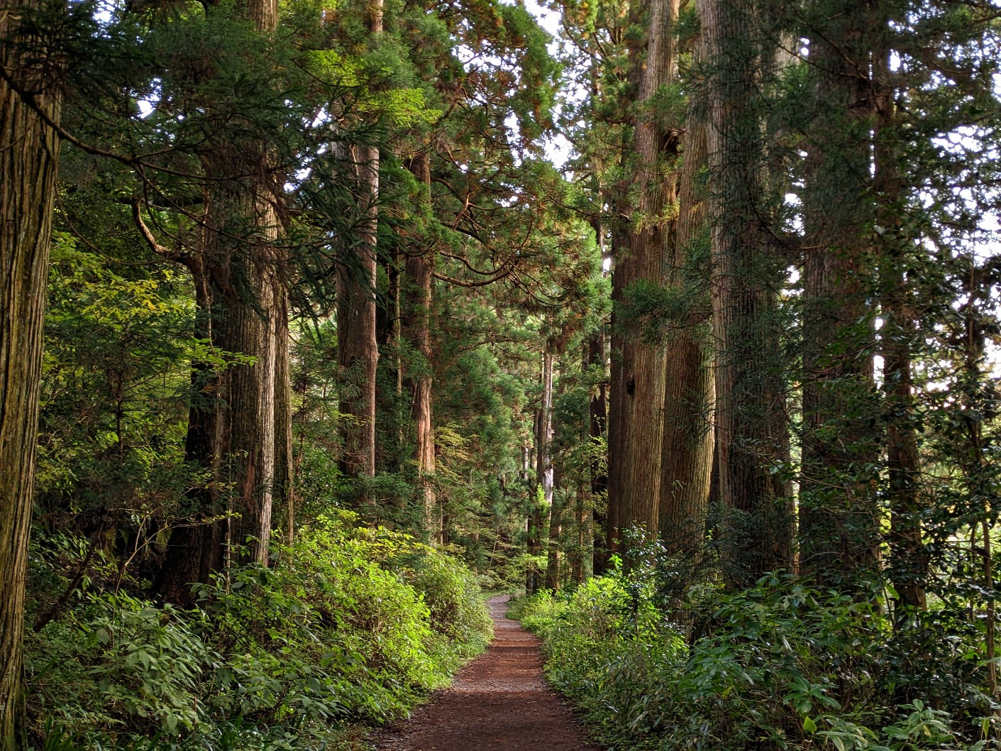 Cedar Avenue of Hakone