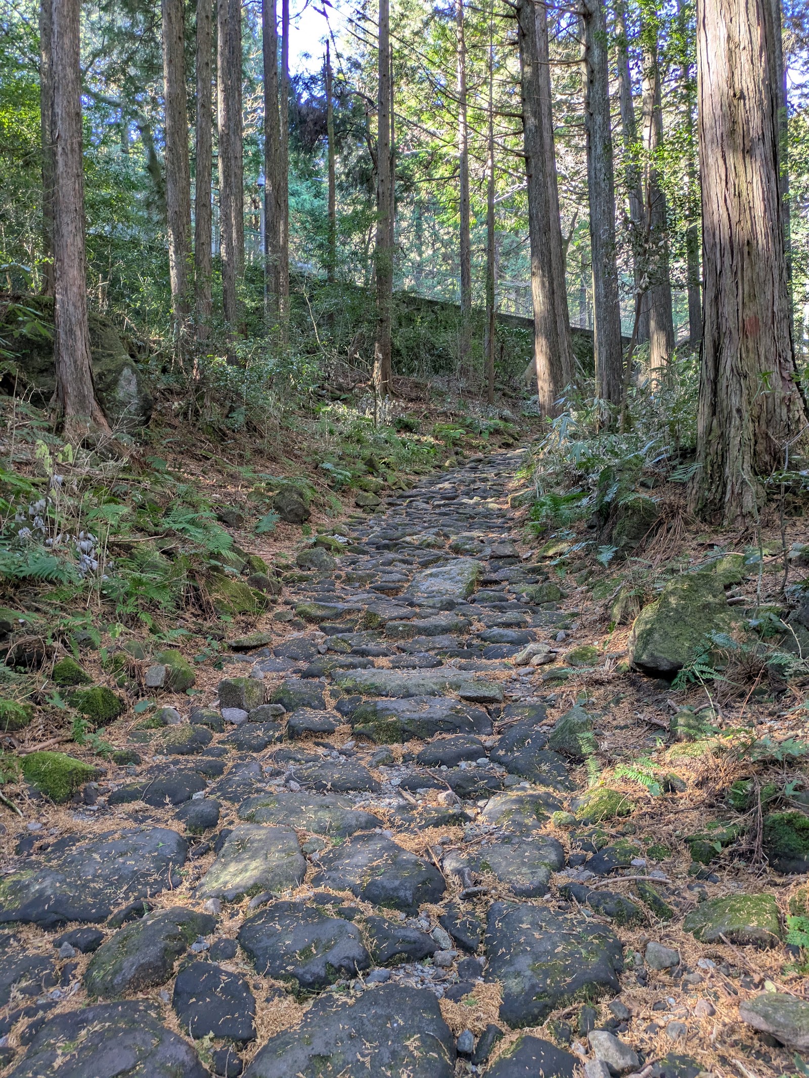 Old Tokaido Stone-Paved Road (Hakone Kyukaido)