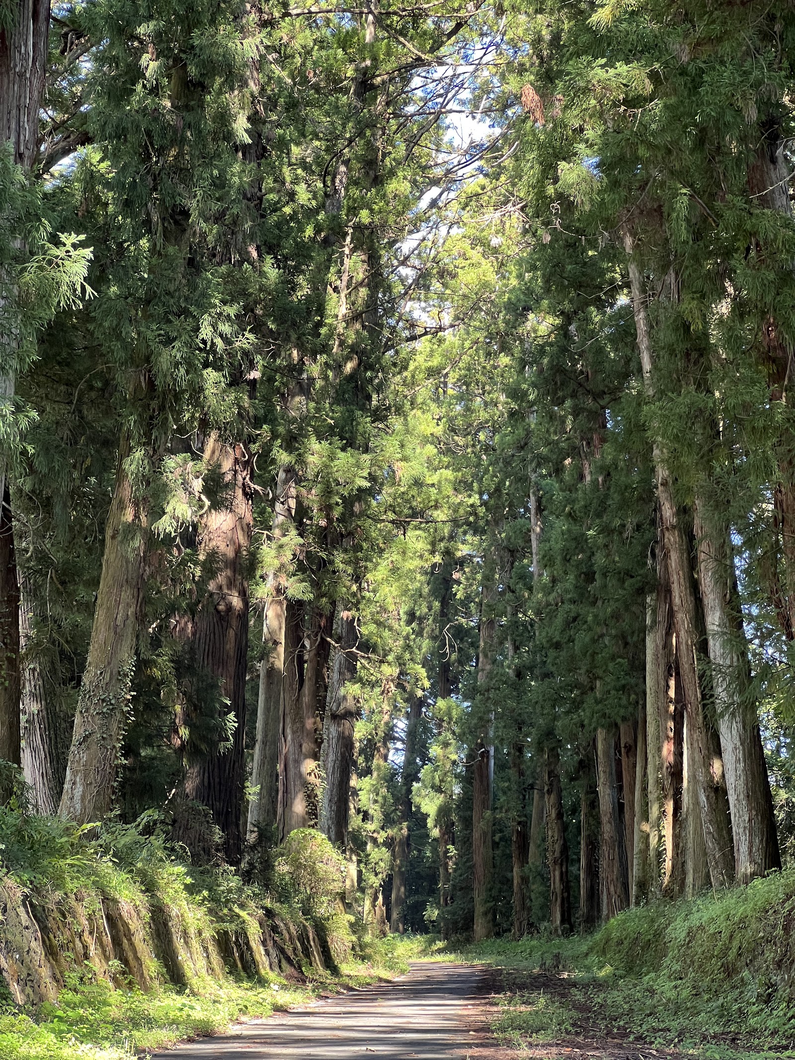 Nikko Cedar Avenue (Suginamiki Kaido)