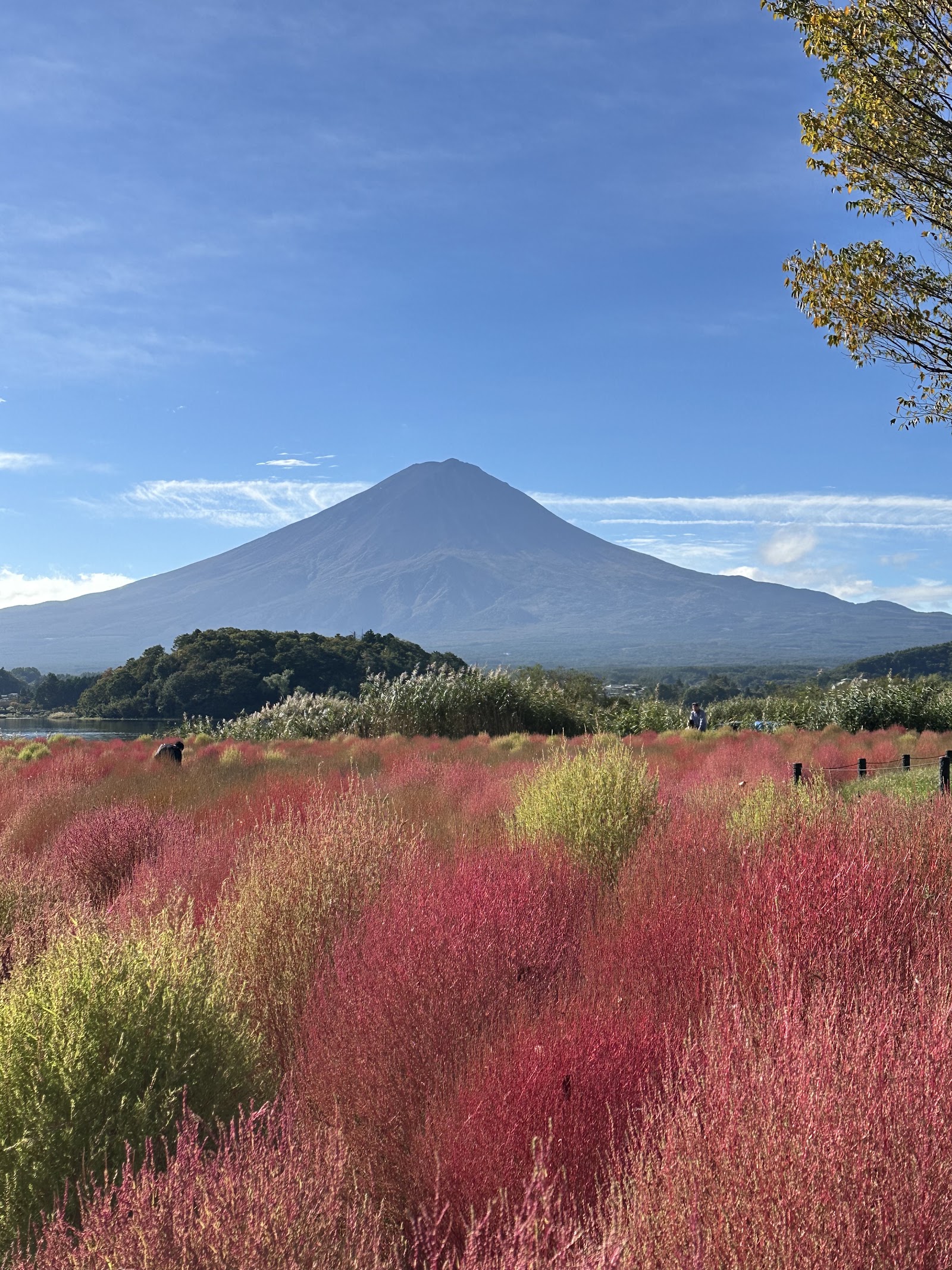 Oishi Park
