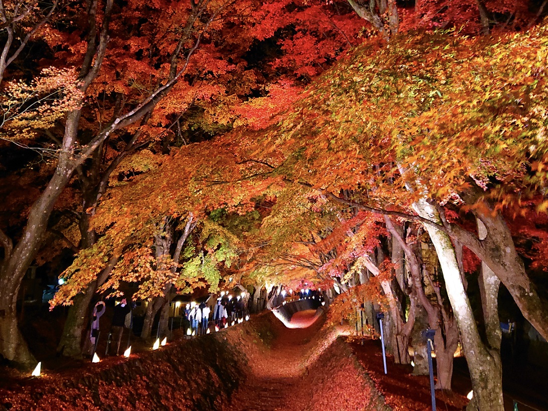 Maple Corridor (Momiji Kairo)