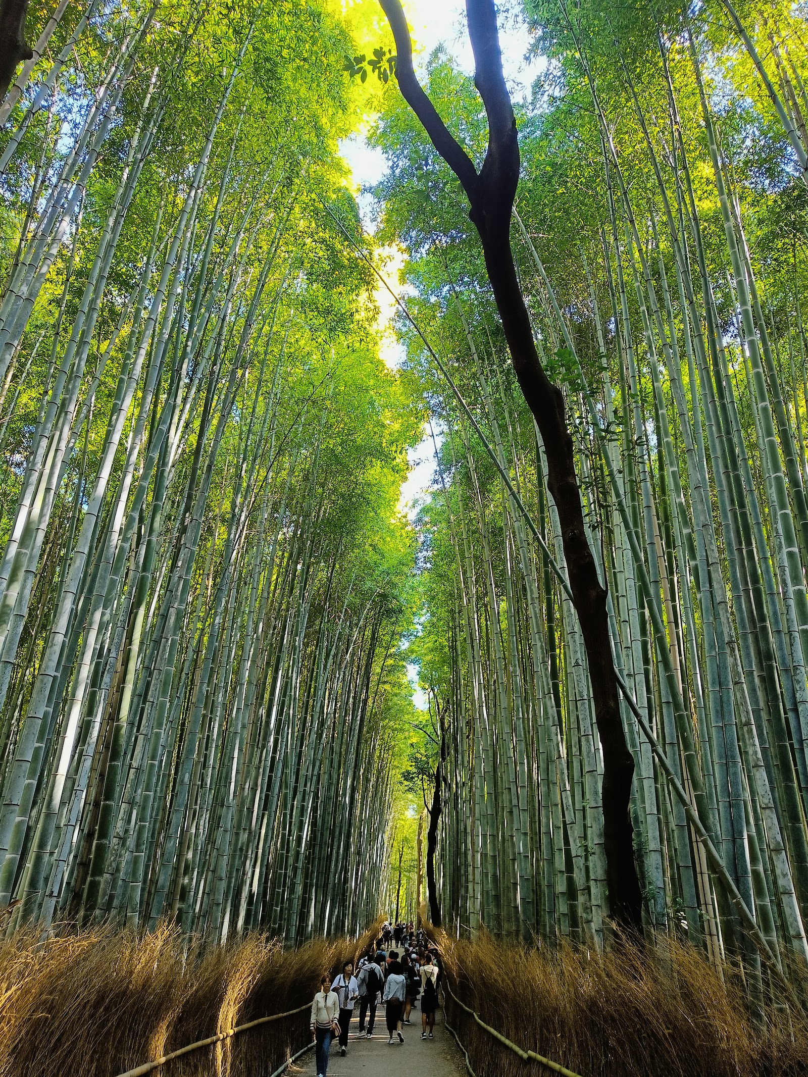 Arashiyama Bamboo Grove — photo 1