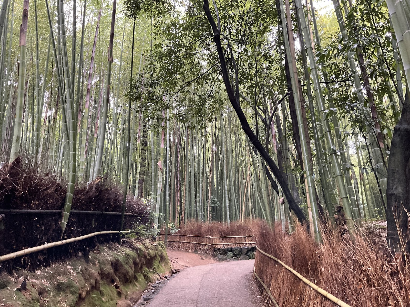 Arashiyama Bamboo Grove — photo 3
