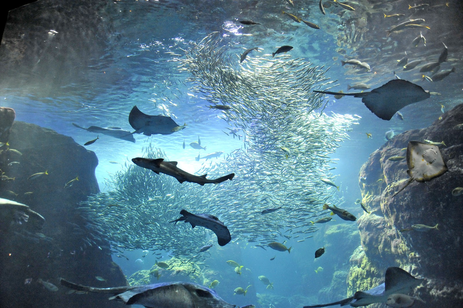 Enoshima Aquarium (Enosui)