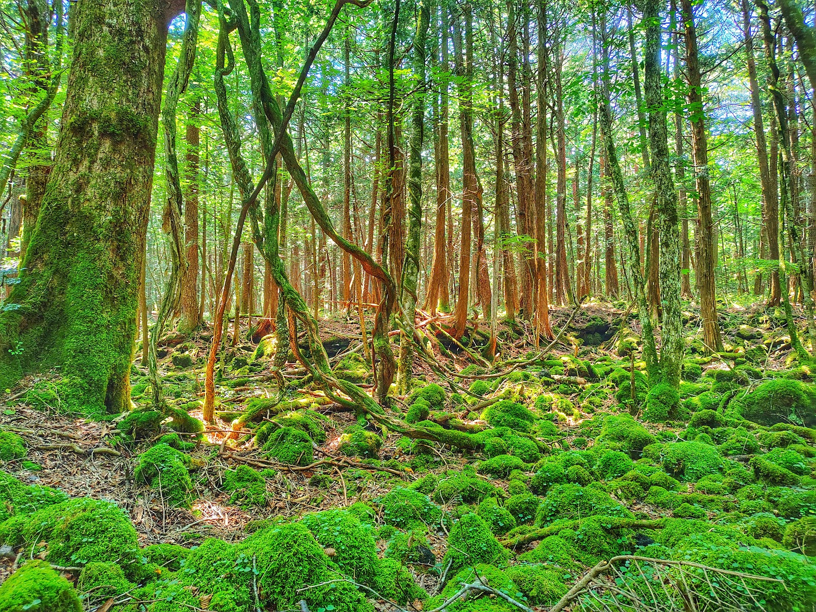 Aokigahara (Sea of Trees)
