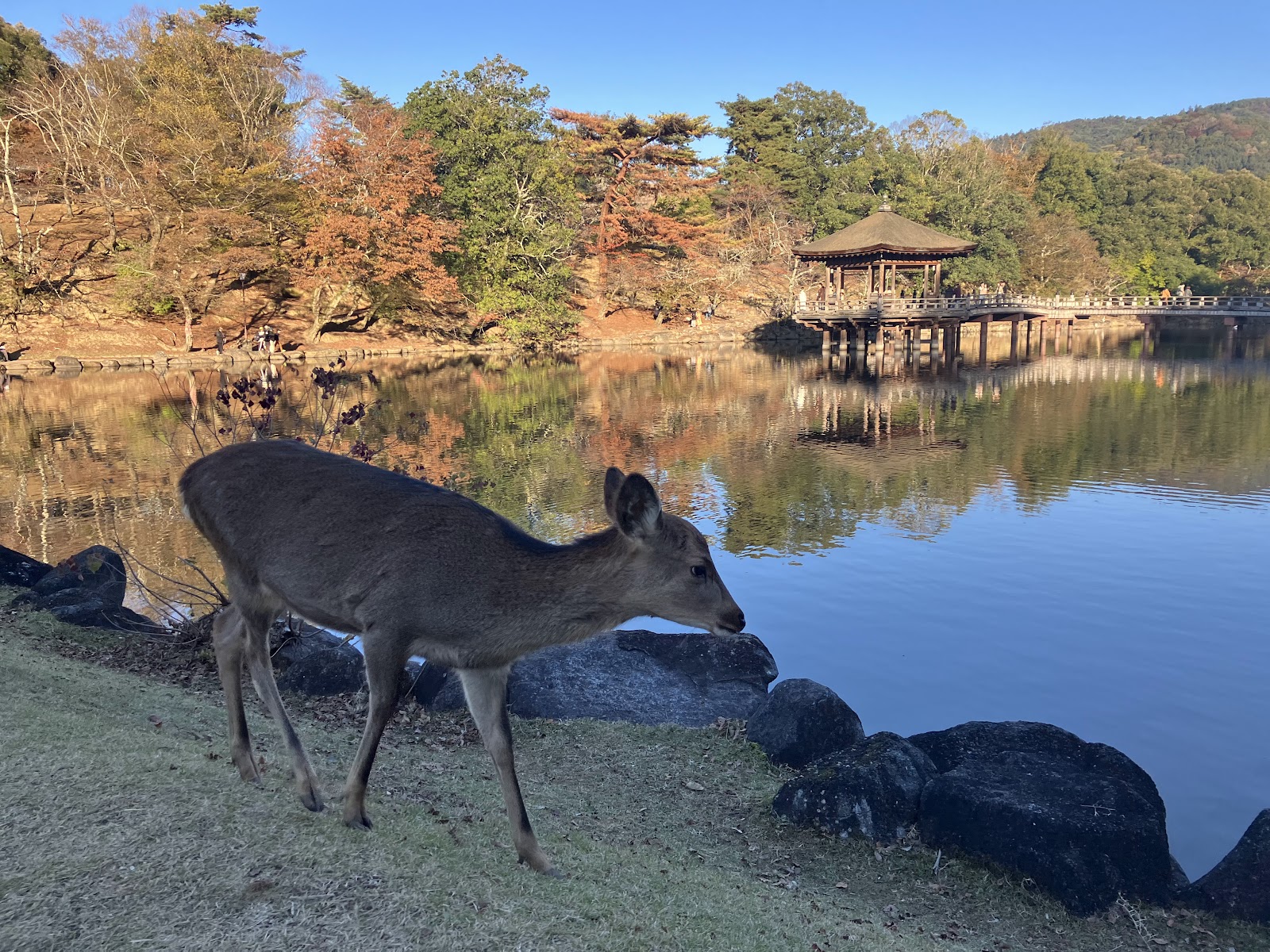 Nara Park — photo 3