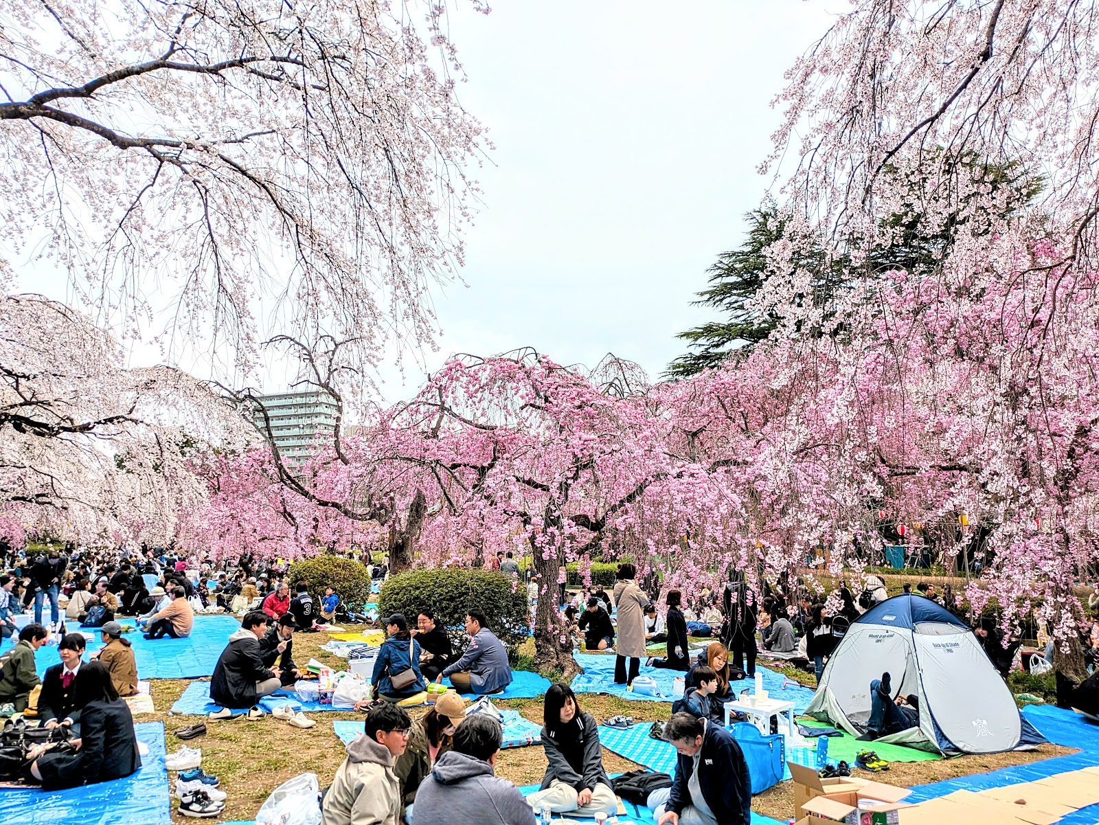 Tsutsujigaoka Park