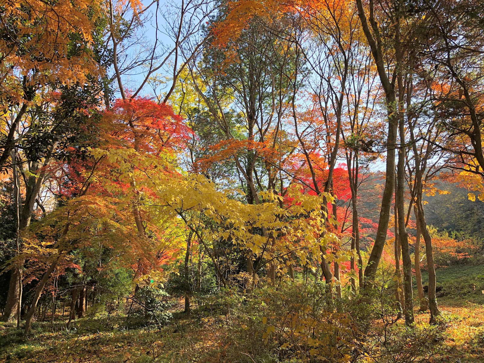 Tohoku University Botanical Garden