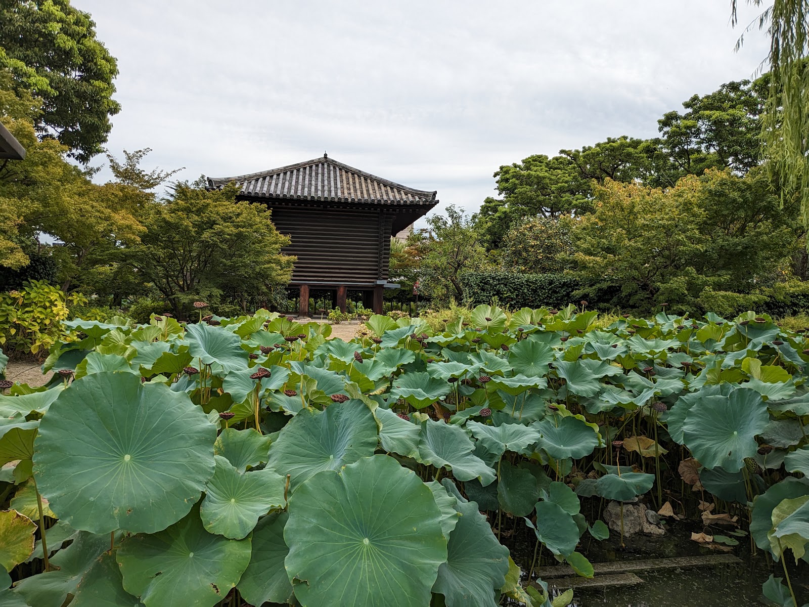 To-ji — photo 5