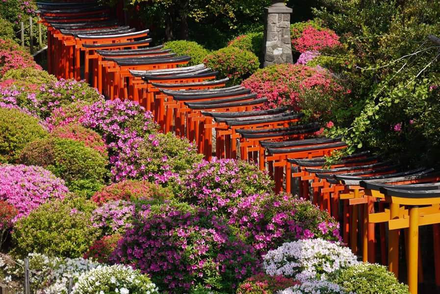 Nezu Shrine — photo 4
