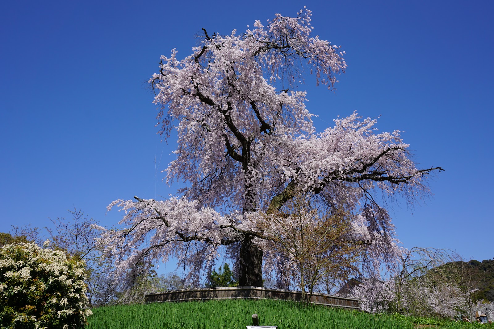 Maruyama Park — photo 1