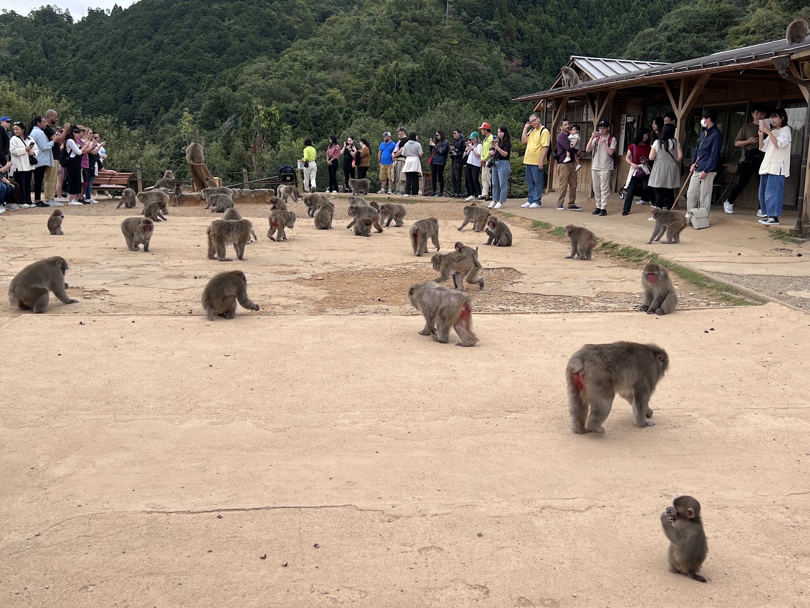Arashiyama Monkey Park Iwatayama — photo 1