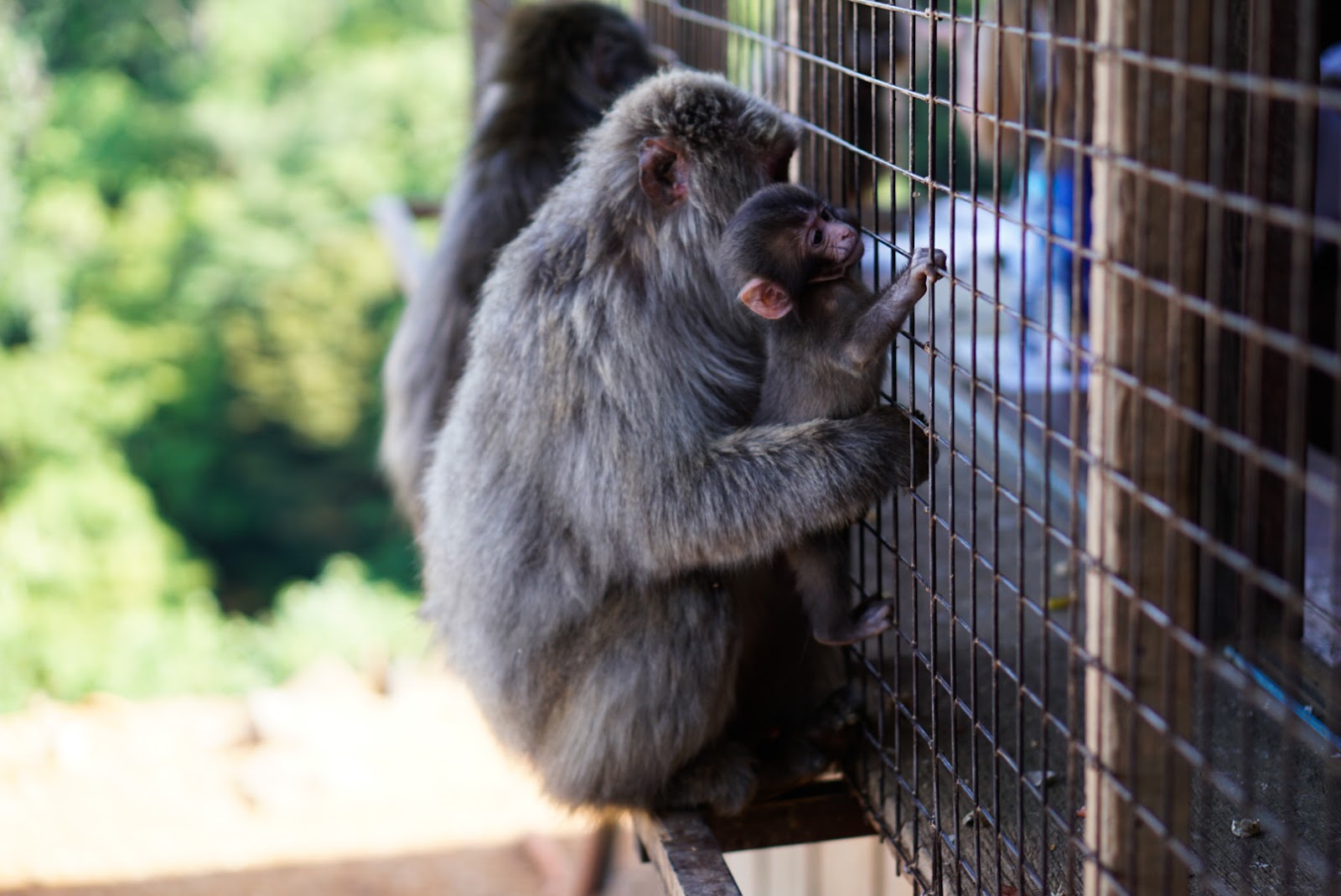 Arashiyama Monkey Park Iwatayama — photo 2