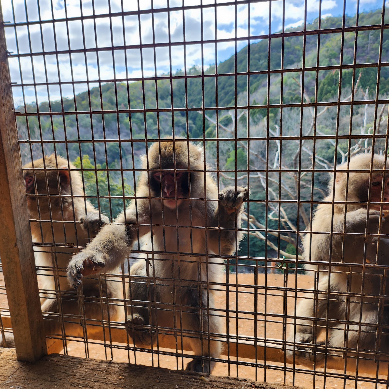 Arashiyama Monkey Park Iwatayama — photo 4