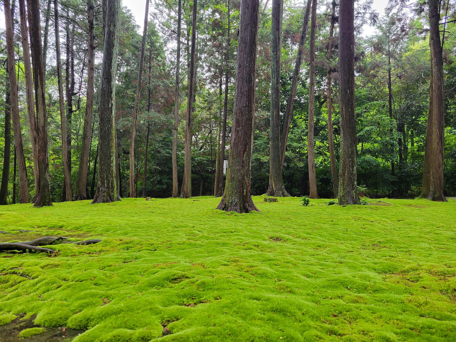 Toshodai-ji — photo 4