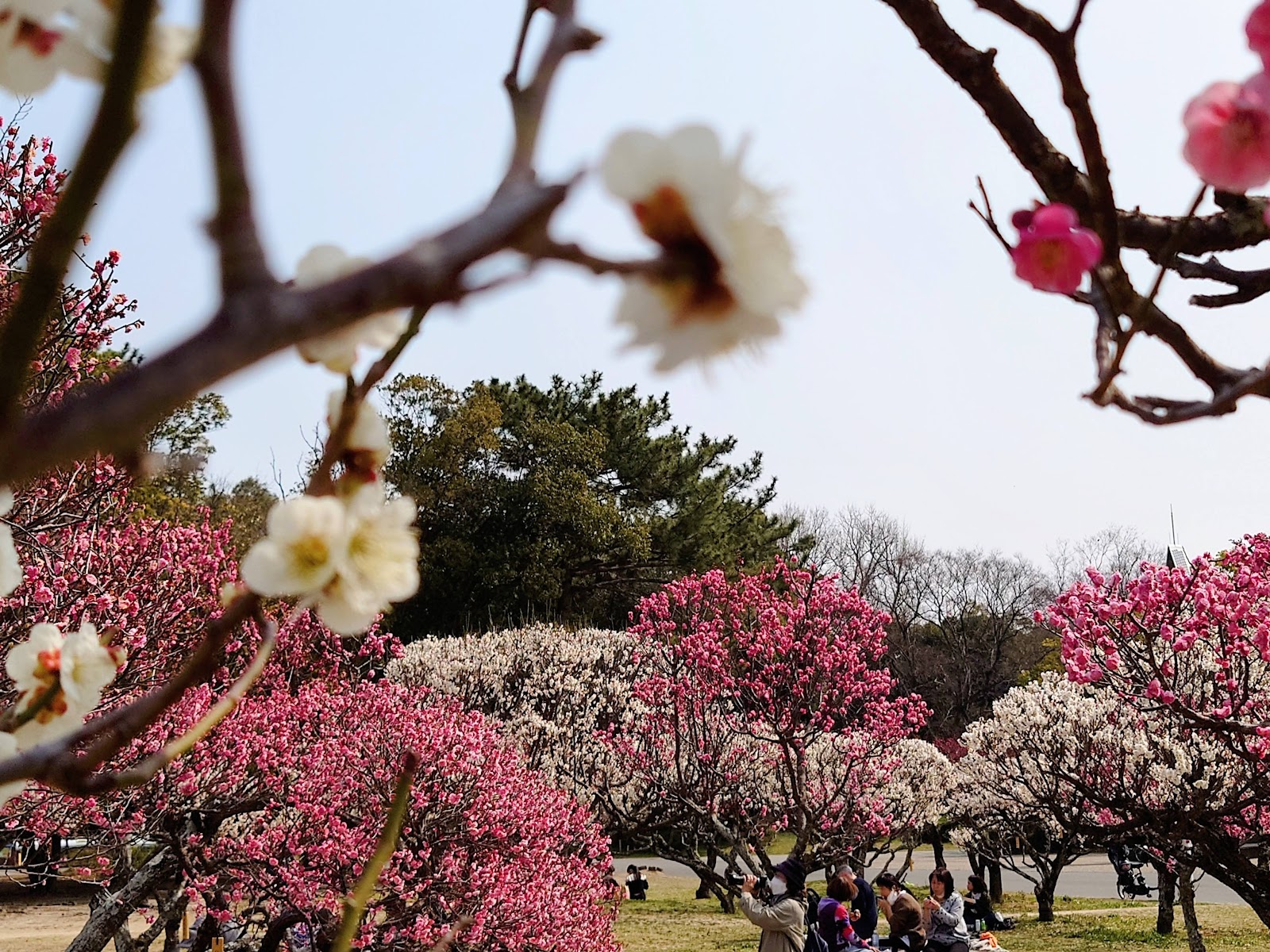 Hattori Ryokuchi Park — photo 2