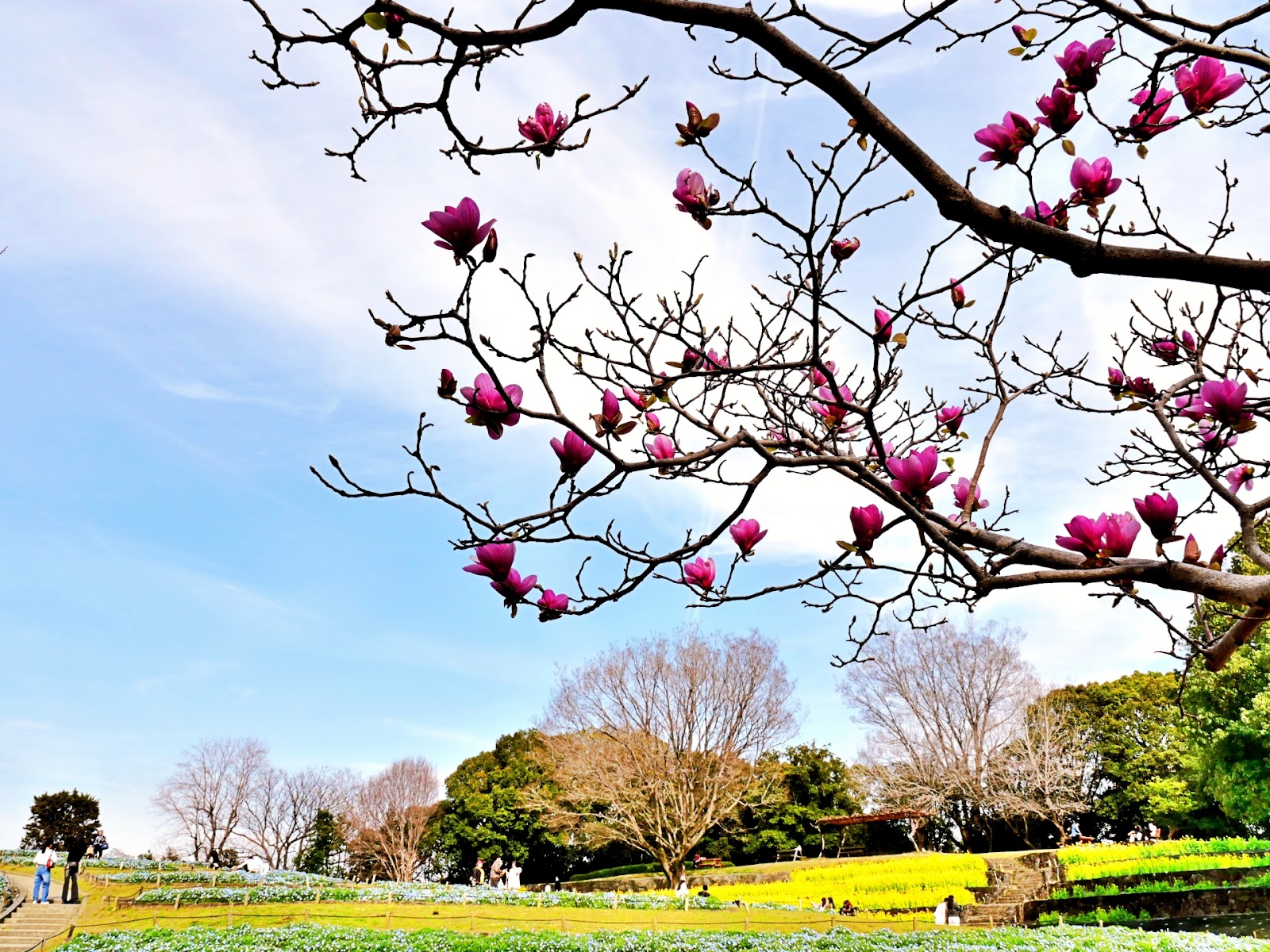 Tsurumi Ryokuchi Park — photo 4